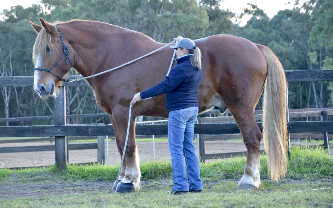 Introductory Horsemanship Clinic(Level 1), 8-9 October 2022