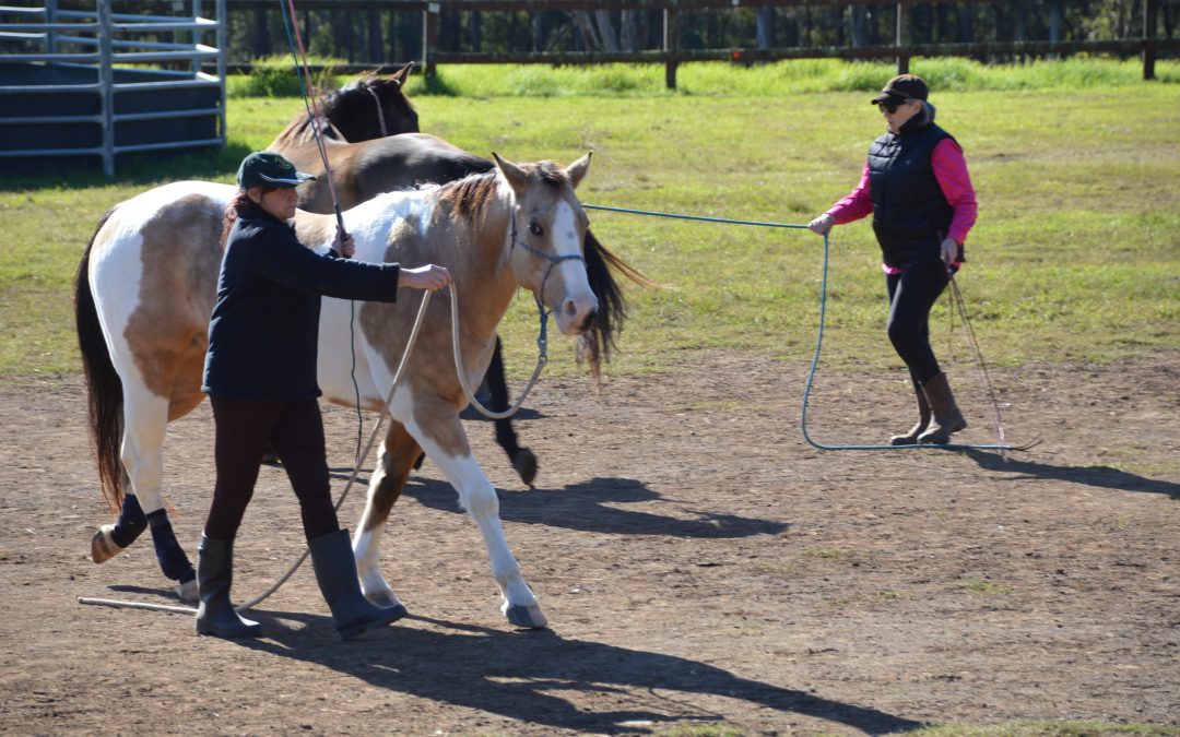 Introductory Horsemanship Clinic(Level 1), 27-28 August 2022