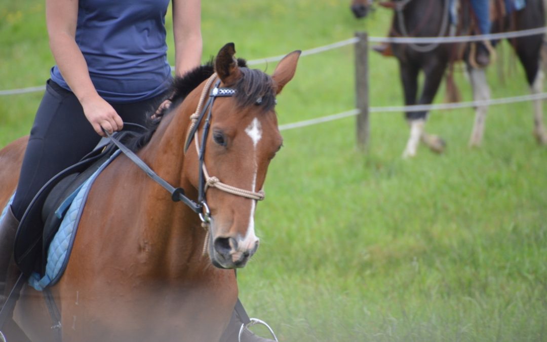 Control & Confidence Clinic on the ground and in the saddle  9, 10 & 11 September 2023